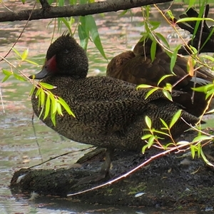 Stictonetta naevosa at Fyshwick, ACT by RodDeb