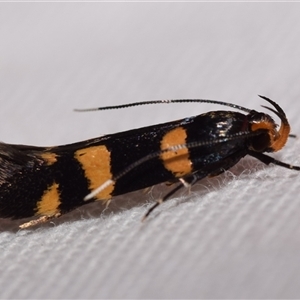 Limnaecia polycydista at Jerrabomberra, NSW - suppressed