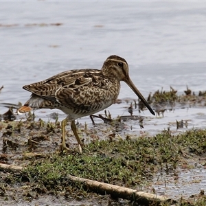 Gallinago hardwickii at Fyshwick, ACT by RodDeb