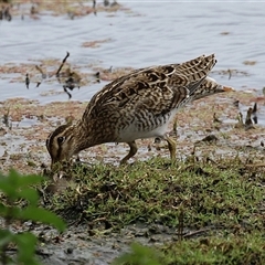 Gallinago hardwickii at Fyshwick, ACT - 31 Jan 2025 01:08 PM