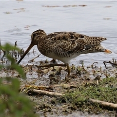 Gallinago hardwickii at Fyshwick, ACT - 31 Jan 2025 01:08 PM