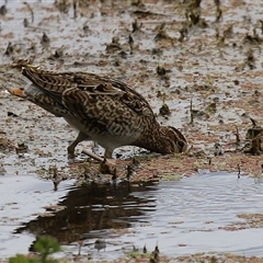 Gallinago hardwickii at Fyshwick, ACT - 31 Jan 2025 01:08 PM