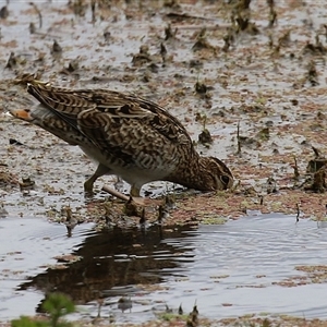 Gallinago hardwickii at Fyshwick, ACT - 31 Jan 2025 01:08 PM