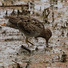 Gallinago hardwickii at Fyshwick, ACT - 31 Jan 2025 01:08 PM