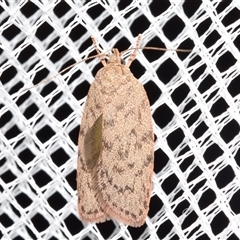 Garrha repandula (a Concealer Moth) at Jerrabomberra, NSW by DianneClarke