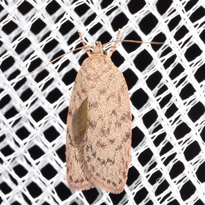 Garrha repandula (a Concealer Moth) at Jerrabomberra, NSW by DianneClarke