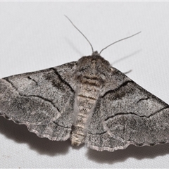 Unidentified Geometer moth (Geometridae) at Jerrabomberra, NSW - 31 Jan 2025 by DianneClarke