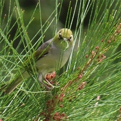 Zosterops lateralis at Fyshwick, ACT - 31 Jan 2025 by RodDeb