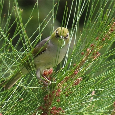 Zosterops lateralis (Silvereye) at Fyshwick, ACT - 31 Jan 2025 by RodDeb