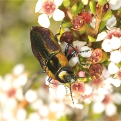 Selagis caloptera (Caloptera jewel beetle) at Tinderry, NSW - 30 Jan 2025 by Harrisi