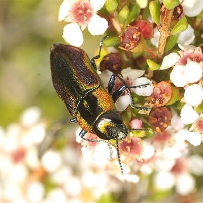 Selagis caloptera (Caloptera jewel beetle) at Tinderry, NSW - 30 Jan 2025 by Harrisi