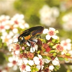 Selagis caloptera at Tinderry, NSW - suppressed