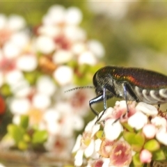 Selagis caloptera at Tinderry, NSW - suppressed