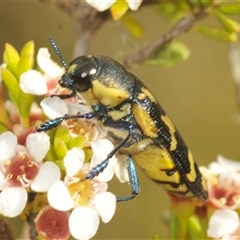 Castiarina octospilota (A Jewel Beetle) at Tinderry, NSW - 30 Jan 2025 by Harrisi