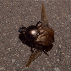 Onitis alexis (Bronze dung beetle) by DianneClarke