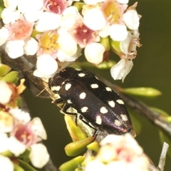 Diphucrania duodecimmaculata (12-spot jewel beetle) at Tinderry, NSW - 30 Jan 2025 by Harrisi