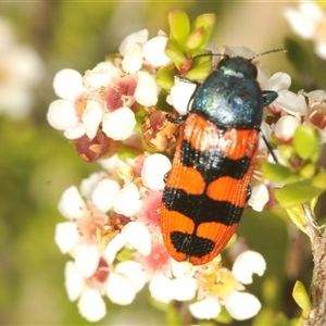 Castiarina crenata (Jewel beetle) at Tinderry, NSW by Harrisi