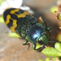 Castiarina dimidiata (A jewel beetle) at Tinderry, NSW by Harrisi