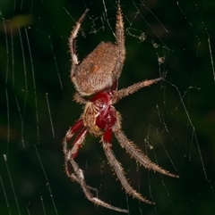 Hortophora sp. (genus) (Garden orb weaver) at Downer, ACT - 31 Jan 2025 by RobertD