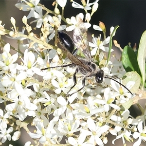 Unidentified Flower wasp (Scoliidae or Tiphiidae) at Wodonga, VIC by KylieWaldon