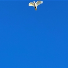 Cacatua sanguinea (Little Corella) at Holbrook, NSW - 31 Jan 2025 by JimL