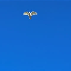 Cacatua sanguinea at Holbrook, NSW - 1 Feb 2025 08:44 AM