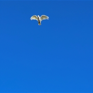 Cacatua sanguinea at Holbrook, NSW - 1 Feb 2025 08:44 AM