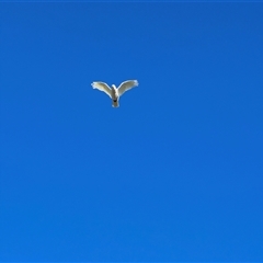 Cacatua sanguinea at Holbrook, NSW - 1 Feb 2025 08:44 AM