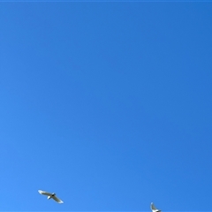 Cacatua sanguinea at Holbrook, NSW - 1 Feb 2025 08:44 AM