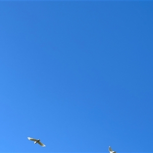 Cacatua sanguinea at Holbrook, NSW - 1 Feb 2025 08:44 AM