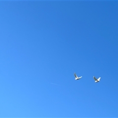 Cacatua sanguinea at Holbrook, NSW - 1 Feb 2025 08:44 AM