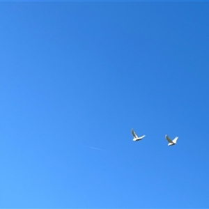 Cacatua sanguinea at Holbrook, NSW - 1 Feb 2025 08:44 AM