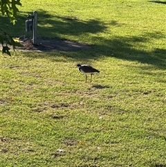 Vanellus miles (Masked Lapwing) at Holbrook, NSW - 31 Jan 2025 by JimL