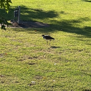Vanellus miles at Holbrook, NSW - 1 Feb 2025 08:30 AM
