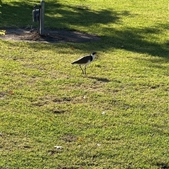 Vanellus miles at Holbrook, NSW - 1 Feb 2025 08:30 AM