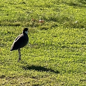 Vanellus miles at Holbrook, NSW - 1 Feb 2025 08:30 AM