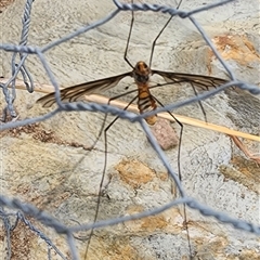 Leptotarsus (Leptotarsus) clavatus (A crane fly) at Gundaroo, NSW - 31 Jan 2025 by Gunyijan