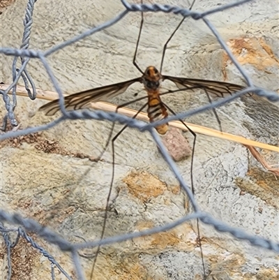 Leptotarsus (Leptotarsus) clavatus (A crane fly) at Gundaroo, NSW - 1 Feb 2025 by Gunyijan