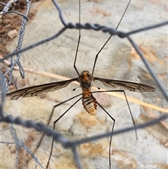 Leptotarsus (Leptotarsus) clavatus at Gundaroo, NSW - 1 Feb 2025 08:16 AM