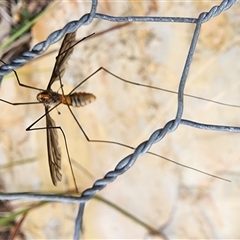 Leptotarsus (Leptotarsus) clavatus at Gundaroo, NSW - 1 Feb 2025 08:16 AM
