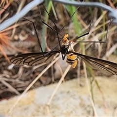 Leptotarsus (Leptotarsus) clavatus at Gundaroo, NSW - 1 Feb 2025 08:16 AM