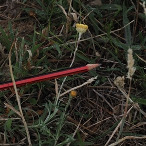 Coronidium gunnianum at Rendezvous Creek, ACT by RAllen