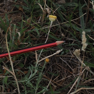 Coronidium gunnianum at Rendezvous Creek, ACT - 26 Jan 2025 by RAllen