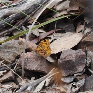 Geitoneura acantha (Ringed Xenica) at Booth, ACT by RAllen