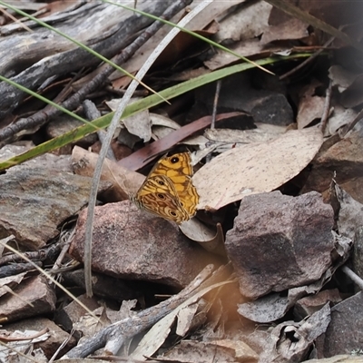 Geitoneura acantha (Ringed Xenica) at Booth, ACT - 27 Jan 2025 by RAllen