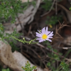 Brachyscome rigidula (Hairy Cut-leaf Daisy) at Booth, ACT - 27 Jan 2025 by RAllen