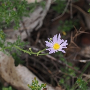 Brachyscome rigidula (Hairy Cut-leaf Daisy) at Booth, ACT by RAllen