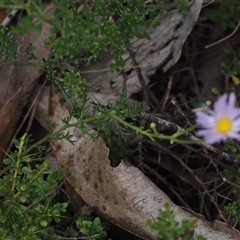 Brachyscome rigidula at Booth, ACT - 27 Jan 2025 12:06 PM