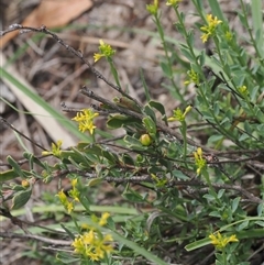 Pimelea curviflora var. acuta at Booth, ACT - 27 Jan 2025 by RAllen