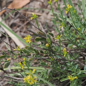 Pimelea curviflora var. acuta at Booth, ACT by RAllen